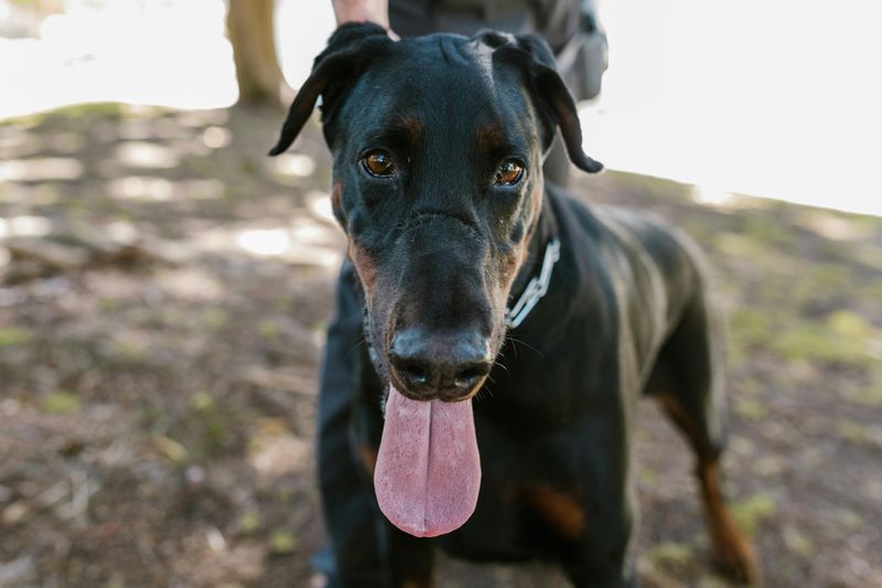 16 Dog Breeds Built for Adventure With Owners Who Never Stay Put 16 Doberman Pinscher