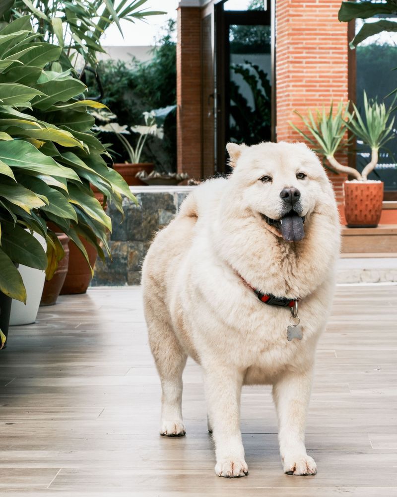 Chow Chow