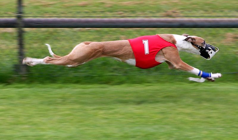 Greyhound