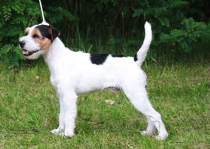 Parson Russell Terrier