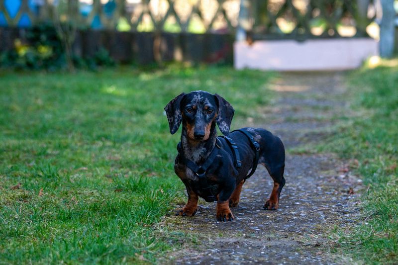 Dachshund
