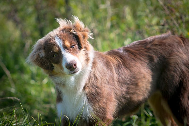 Miniature American Shepherd