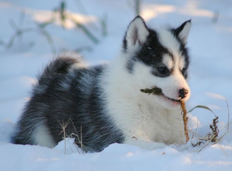16 Incredibly Powerful Dog Breeds Strong Enough to Pull a Truck 4 Canadian Eskimo Dog