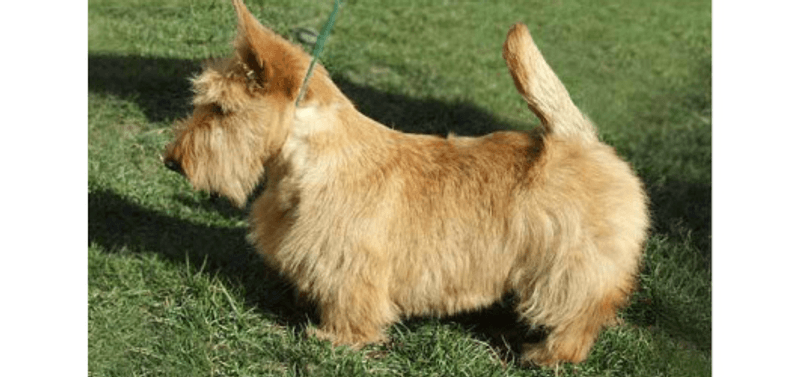 Scottish Terrier
