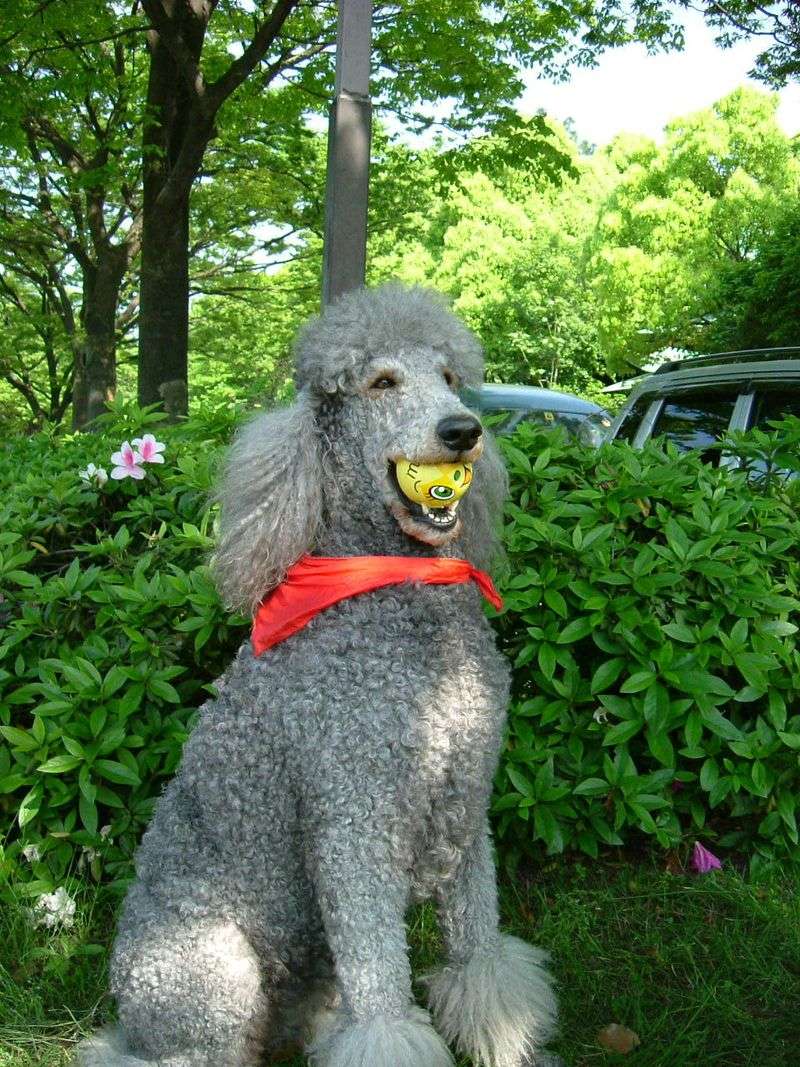 You don't always need to explain a bad day - these dog breeds may notice the change before anyone else 3 Standard Poodle