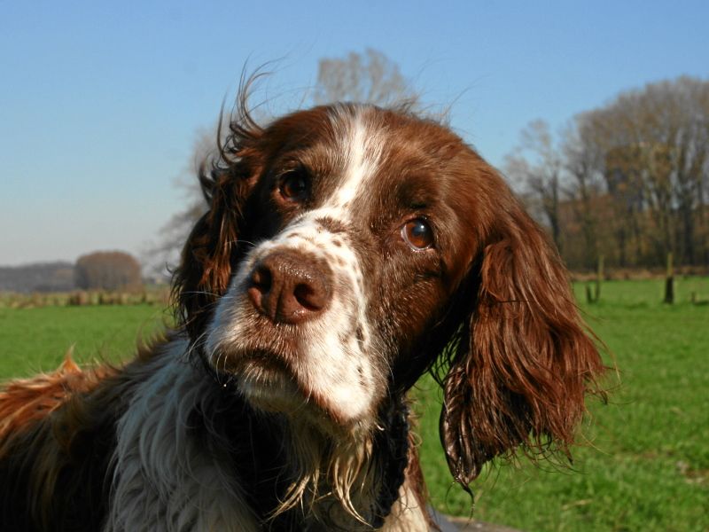 Love traveling by car? These breeds can make easier road-trip companions 4 English Springer Spaniel