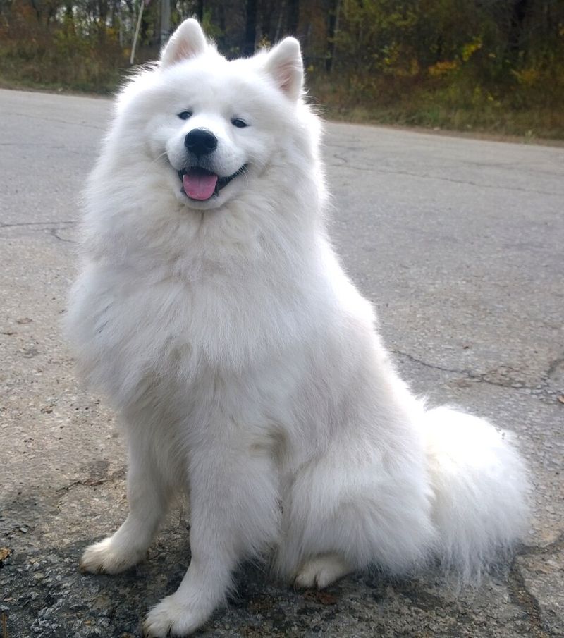 Patience may be one of the most underrated canine traits - These dog breeds show exactly why 7 Samoyed