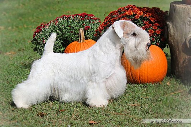 15 dog breeds that would look completely natural in an old black-and-white film 7 Sealyham Terrier