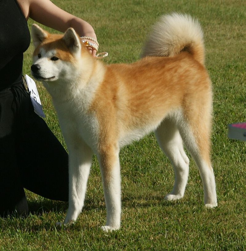 The “Dog Manners in Public” Debate Is Back - 12 Breeds Owners Say Get Judged Instantly 5 Akita