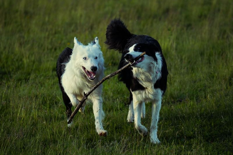 Some dogs enjoy running - These breeds were practically designed around it 10 Border Collie