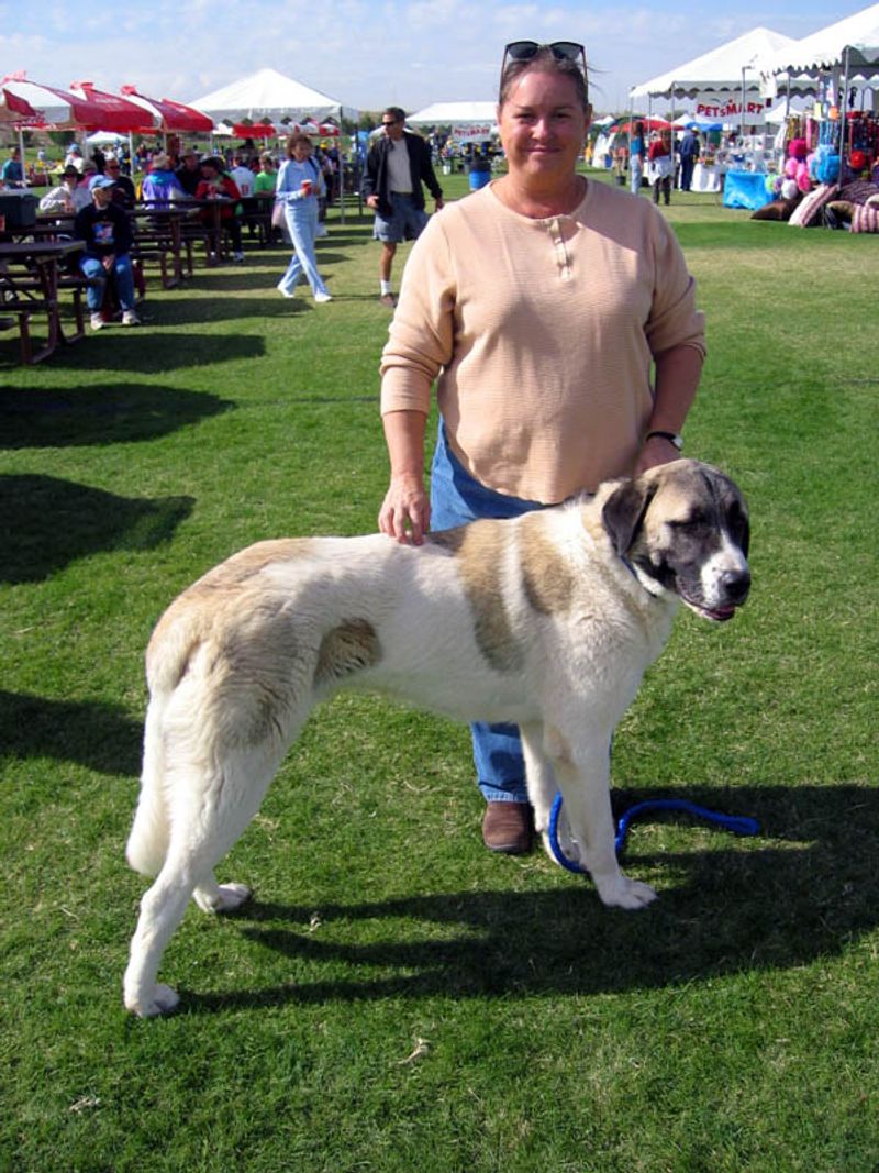 26 Dog Breeds Historically Associated with Strong Defensive Behavior 14 Anatolian Shepherd
