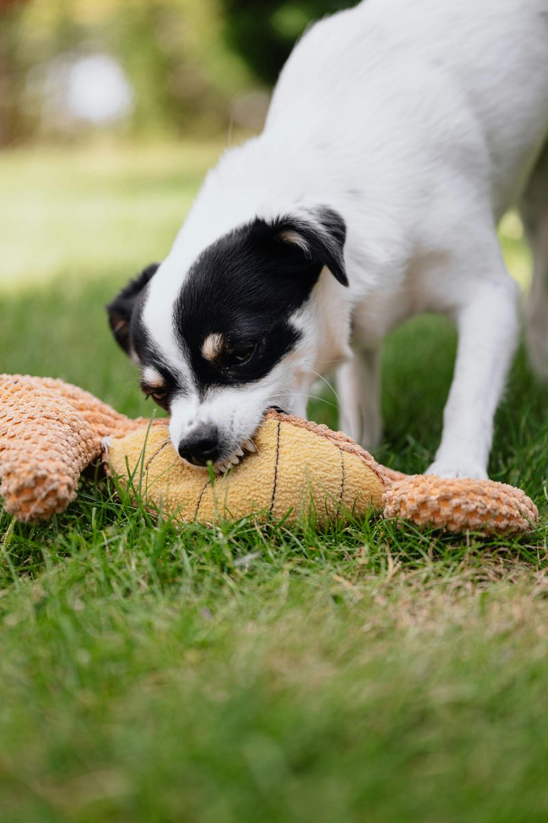 13 Unspoken Ways Dogs Show Their Deep Affection 5 Bringing Toys or Gifts