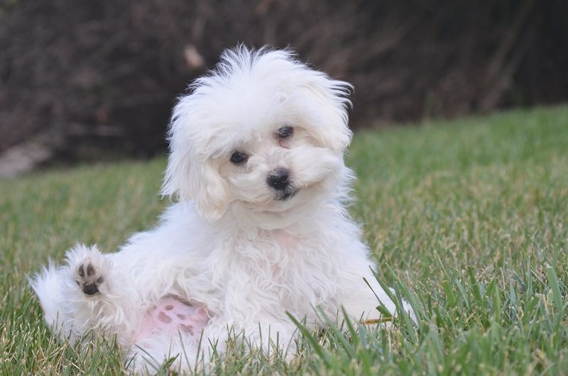 Your children may remember their first dog forever - These gentle breeds can make that bond something special 12 Bichon Frise