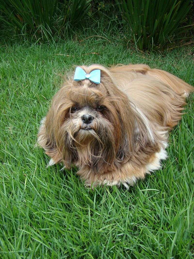 Your cat already owns the house - These dogs may be among the least interested 11 Shih Tzu