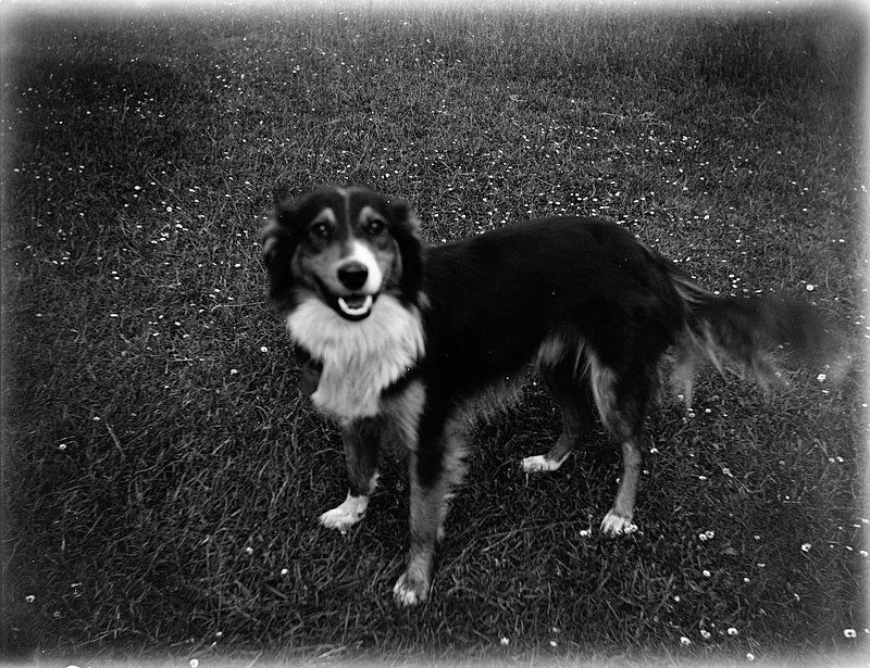 Border Collie