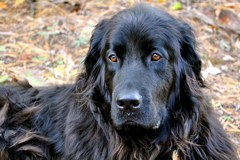 These remarkably intuitive dog breeds often sense feelings people try to hide 7 Newfoundland