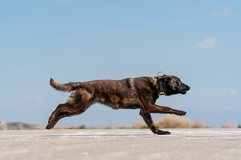 Stop wearing your dog out physically and start challenging them mentally instead 14 Dutch Shepherd