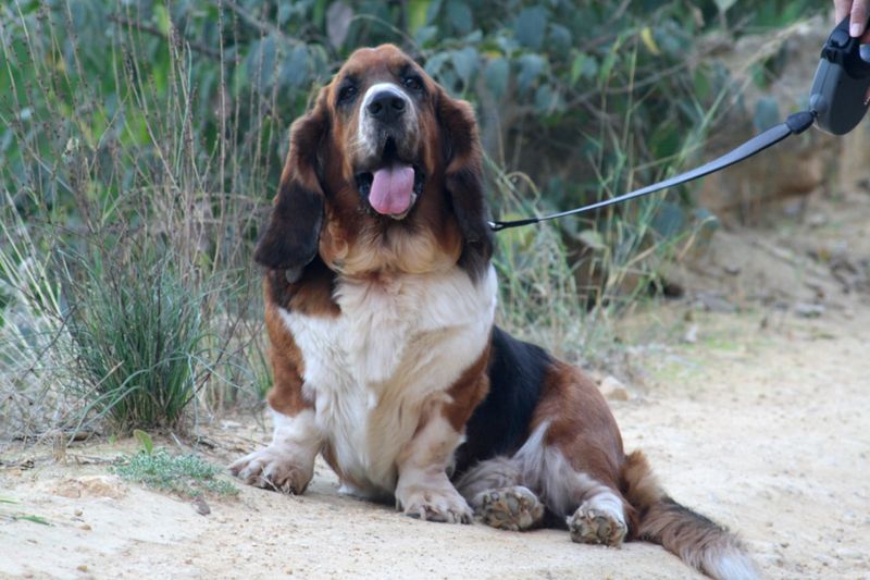 26 Dog Breeds Well-Suited for Seniors and Retirees 22 Basset Hound
