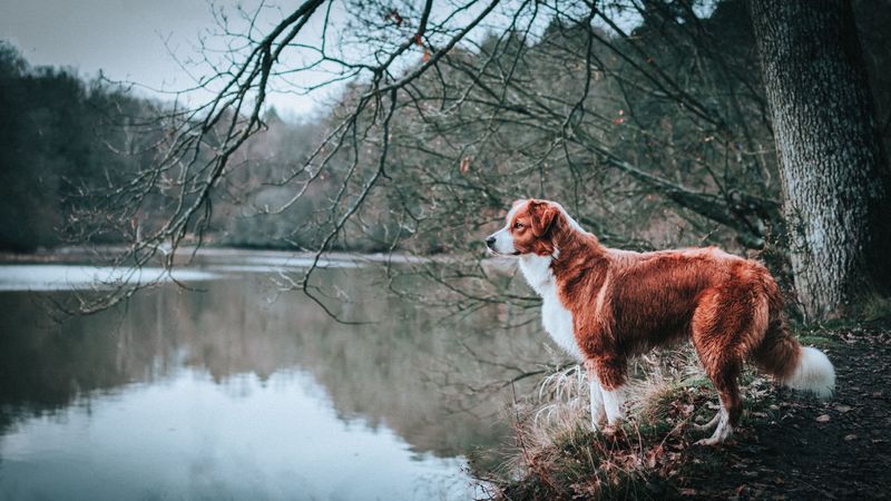 Give these dog breeds room, purpose, and outdoor work - then watch their instincts come alive 6 Brittany