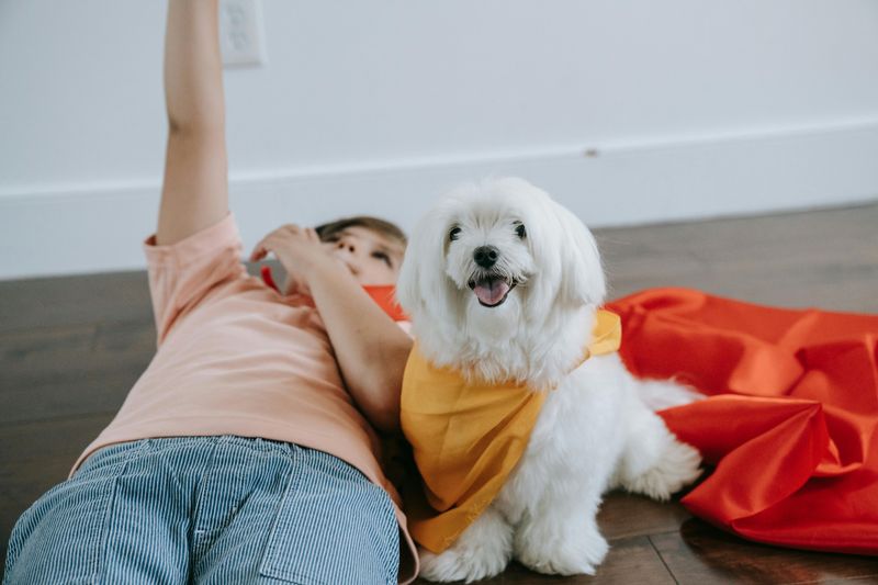 “Dog Breath” Posts Are Going Viral Again - 10 Breeds Owners Say Need Dental Routines Early 5 Maltese