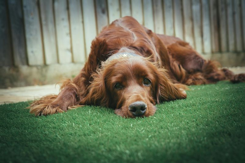 18 Highly Intelligent Large Dog Breeds That Learn New Tricks Quickly 18 Irish Setter