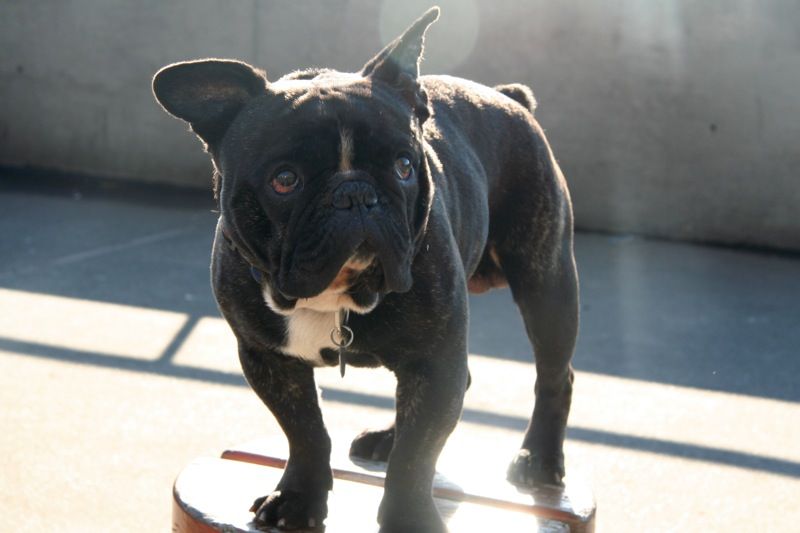 French Bulldog