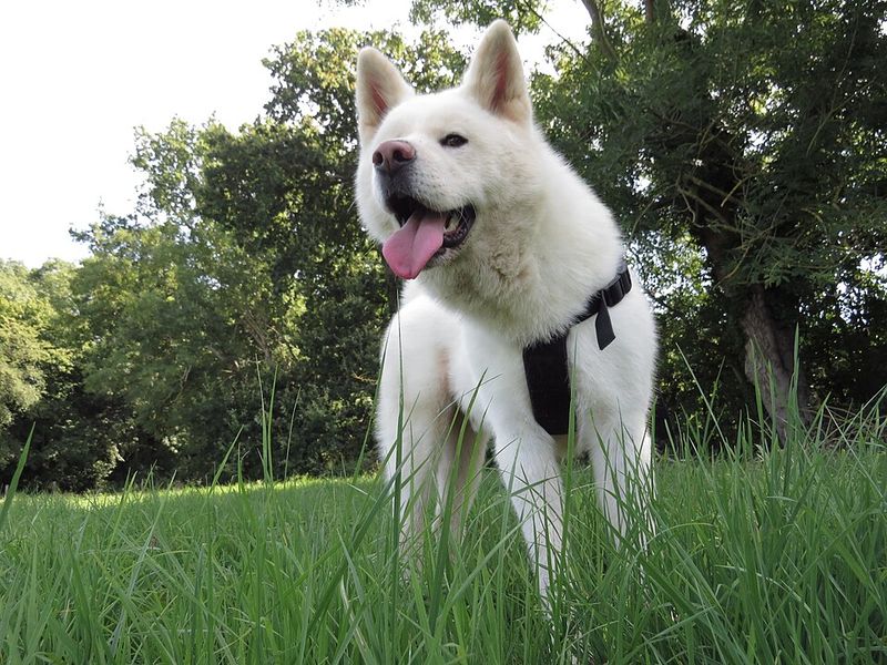 10 dog breeds that prefer a smaller social world - plus 3 that enjoy a house full of activity 2 Akita