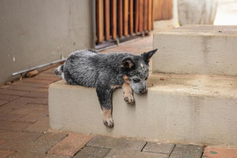 12 Dog Breeds That Do a Victory Lap After They Poop 2 Australian Cattle Dog