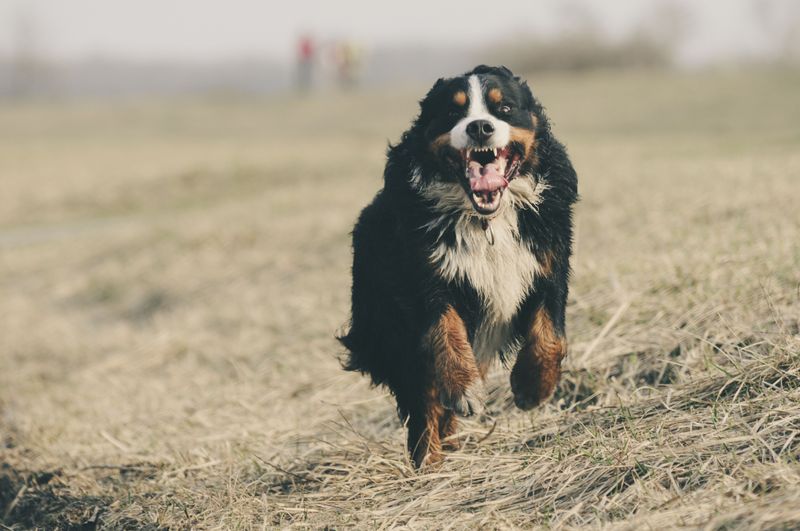 These dog breeds often return happier after a little uninterrupted quiet 9 Bernese Mountain Dog