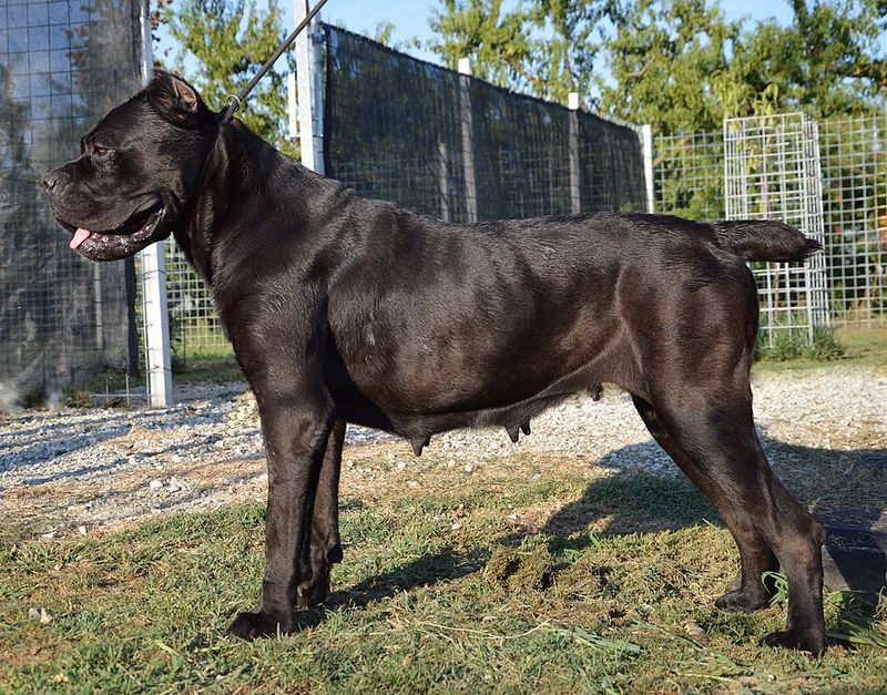 Stop calling every growl aggression posts are dividing the internet - 13 breeds mentioned most 4 Cane Corso