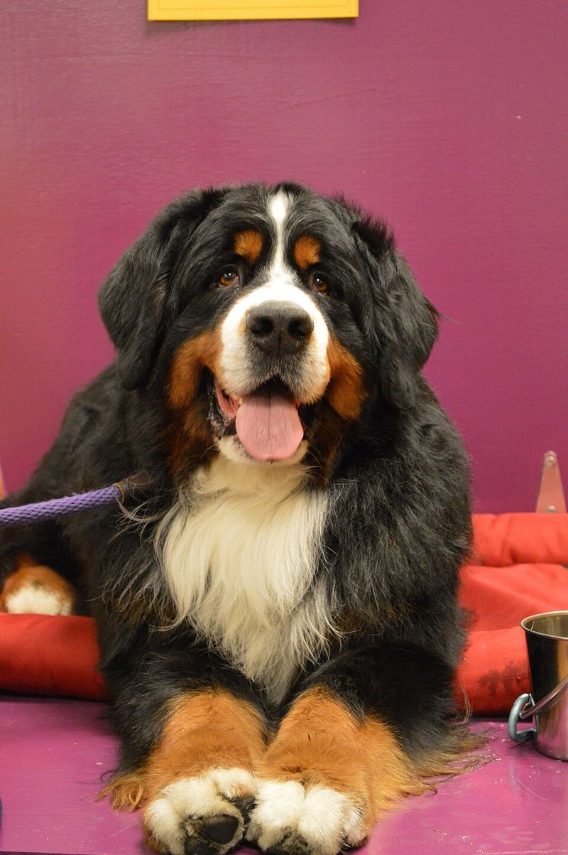 A quieter home often starts with choosing one of these naturally composed breeds 6 Bernese Mountain Dog