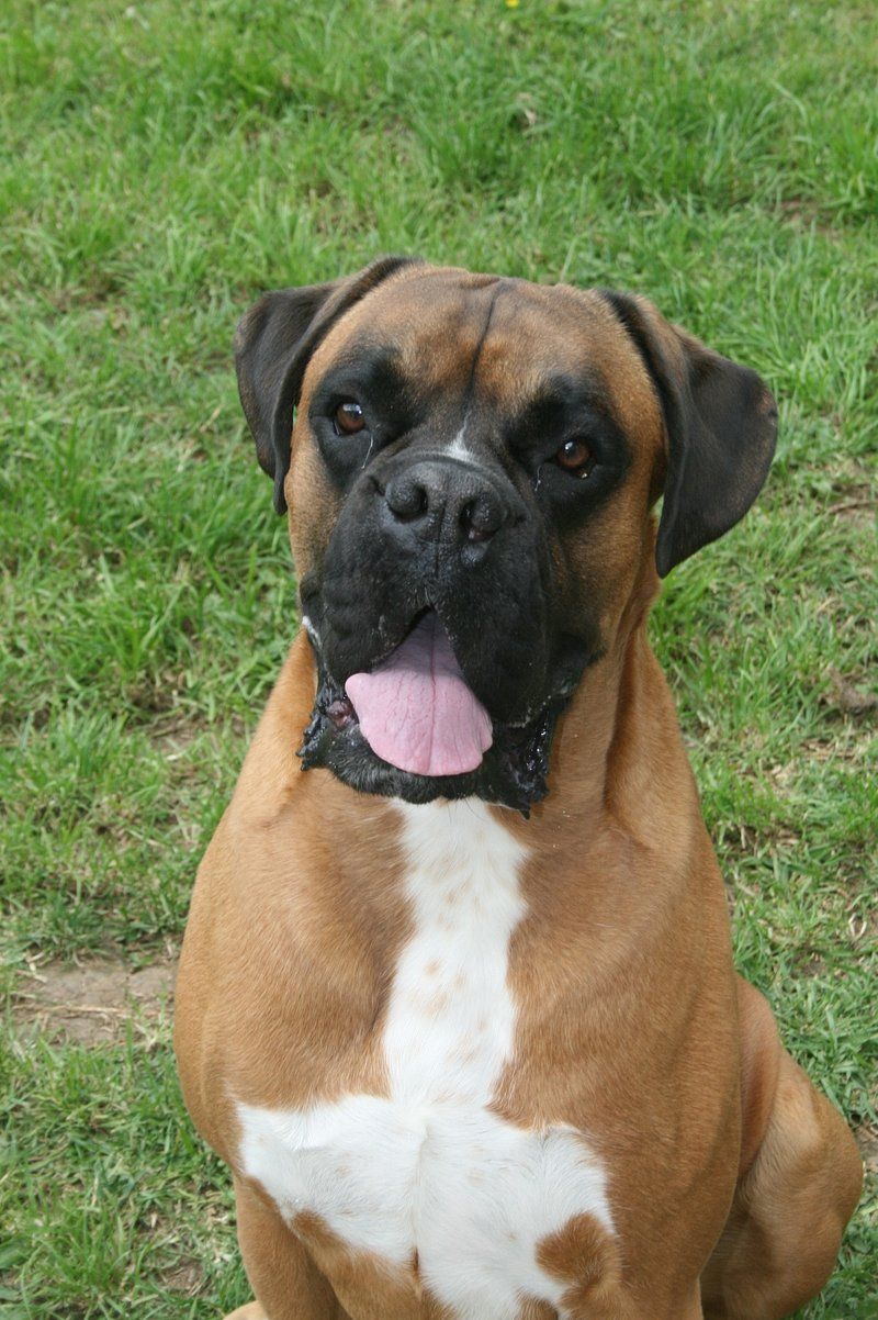 27 Dog Breeds Known for Their Adaptability to Different Lifestyles 19 Boxer