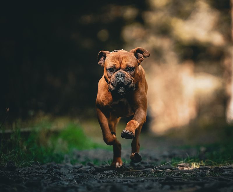 The strongest relationships aren't always the clingiest - and these 11 dog breeds prove it 5 Boxer
