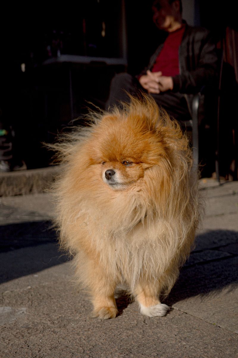 11 dogs that treat neighborhood noise like information - while everyone else hears background sound 9 Pomeranian