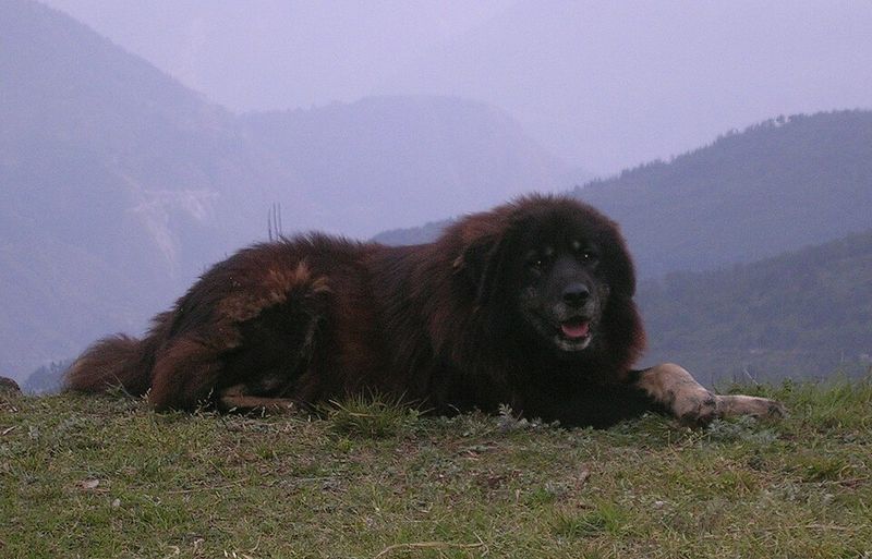 Himalayan Sheepdog