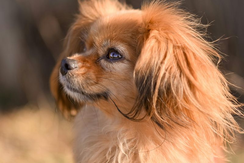 20 Calm Small Dog Breeds Seniors Find Easy to Live With 11 Papillon