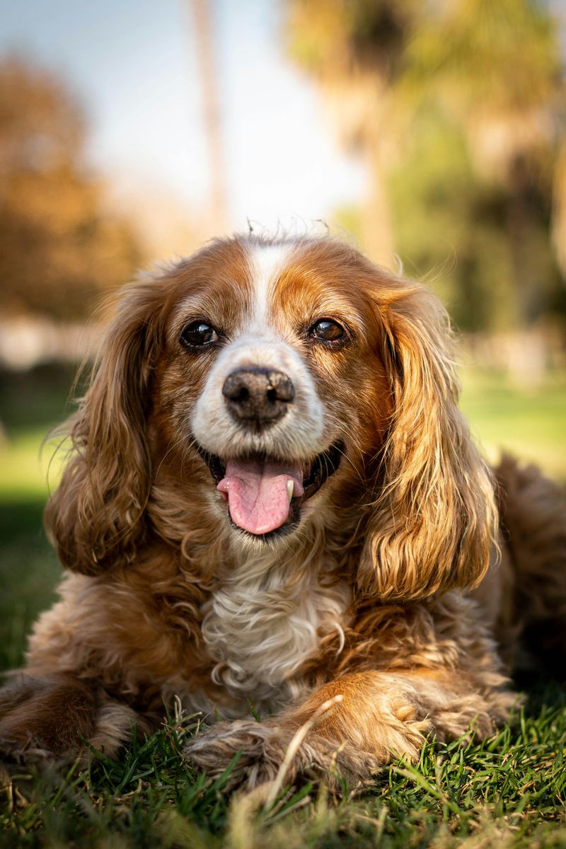 24 Dog Breeds That Demand Frequent Grooming and Daily Maintenance 18 Cavalier King Charles Spaniel