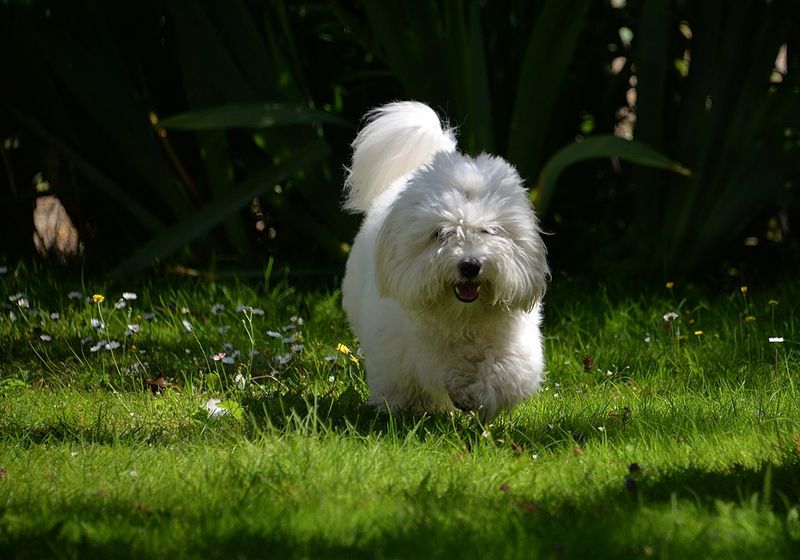 Coton De Tulear