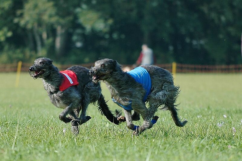 13 Dog Breeds That Inspired Local Myths And Ghost Stories 13 Scottish Deerhound
