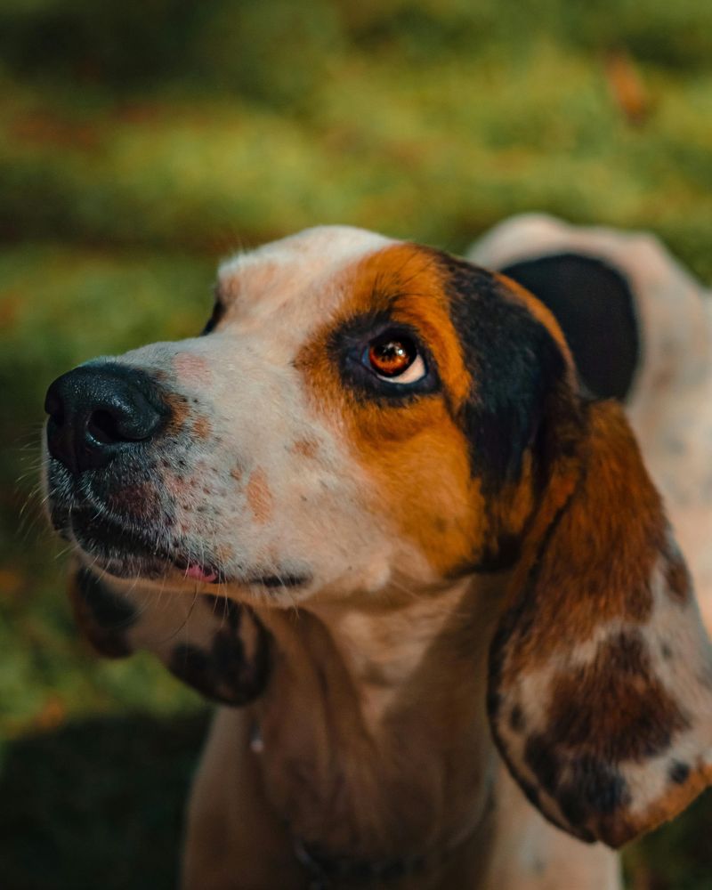 14 Overlooked Dog Breeds That Often Struggle to Get Adopted 5 Hounds (Coonhounds & Foxhounds)