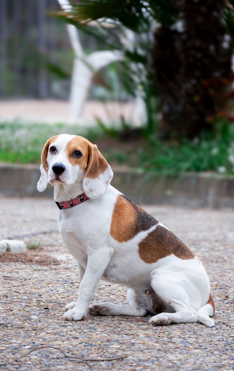 Busy family life can suit these 10 dog breeds remarkably well when socialization and boundaries are done right 4 Beagle
