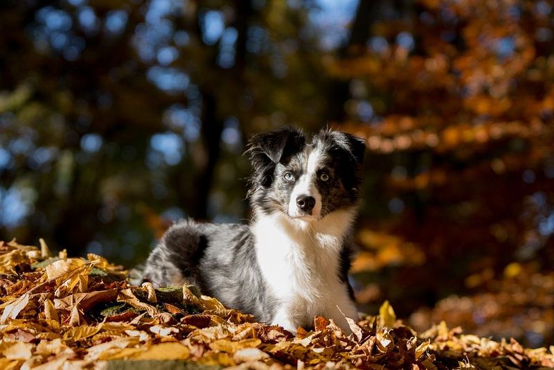 Australian Shepherd