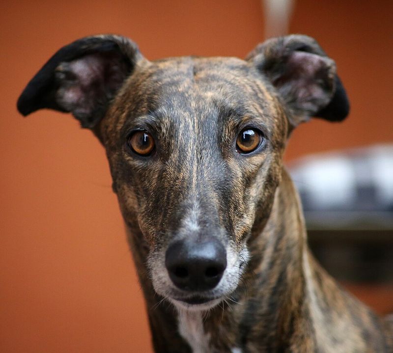 Dog ownership doesn't automatically require becoming a part-time groomer - These breeds prove it 10 Greyhound