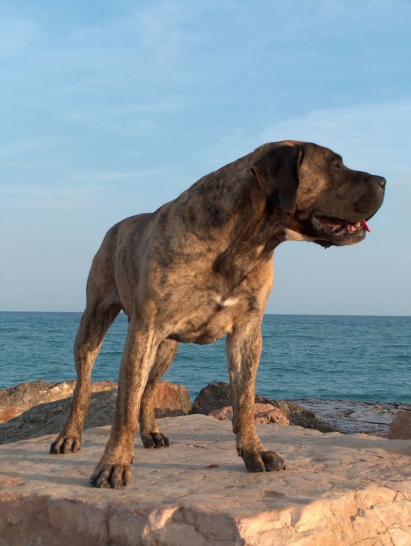 11 dog breeds people fear the most - plus 3 lovable dogs unfairly dragged into the conversation 4 Presa Canario