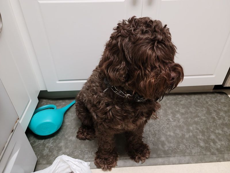 Portuguese Water Dog