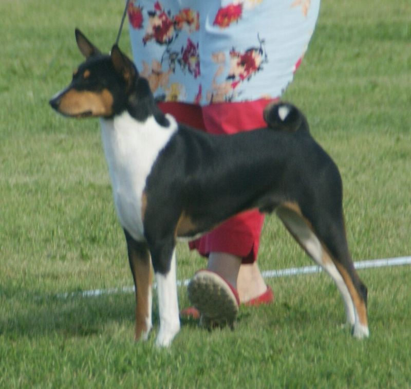 Basenji