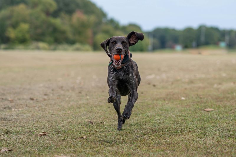 14 Dog Breeds That May Be Too Challenging for Families with Kids 15 German Shorthaired Pointer