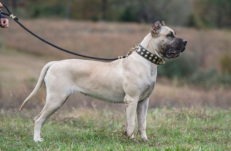 Presa Canario