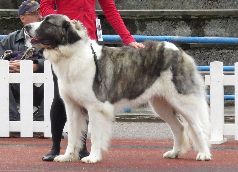 15 Dog Breeds That Can Be Prone To Resource Guarding - What Early Training Should Look Like 11 Central Asian Shepherd Dog (Alabai)