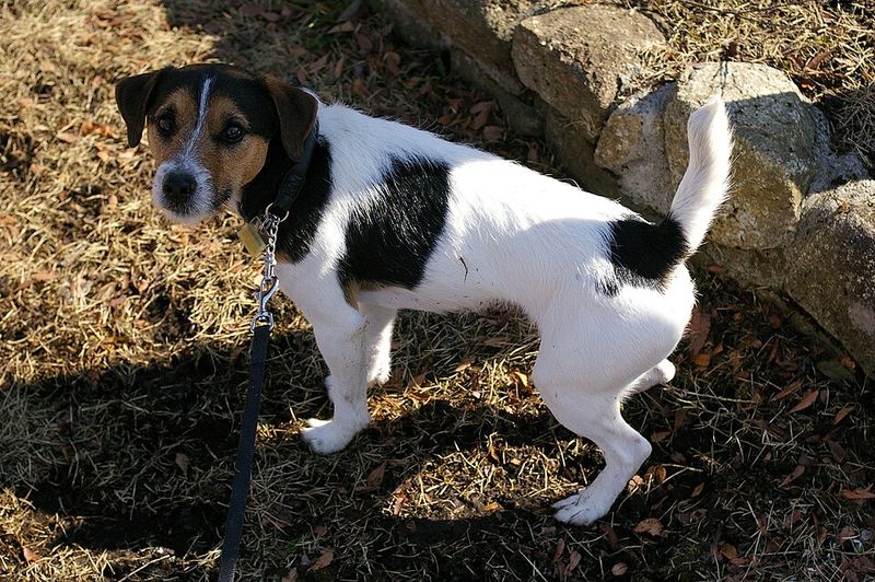 Jack Russell Terrier